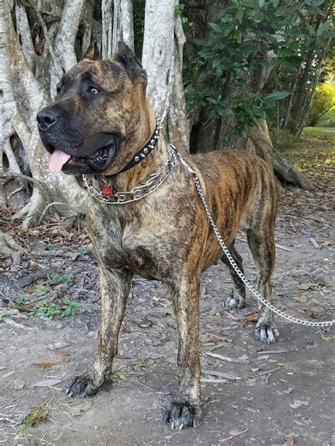 Visit our puppy section to learn about available puppies and future litters to learn about our process. . Presa canario for sale miami